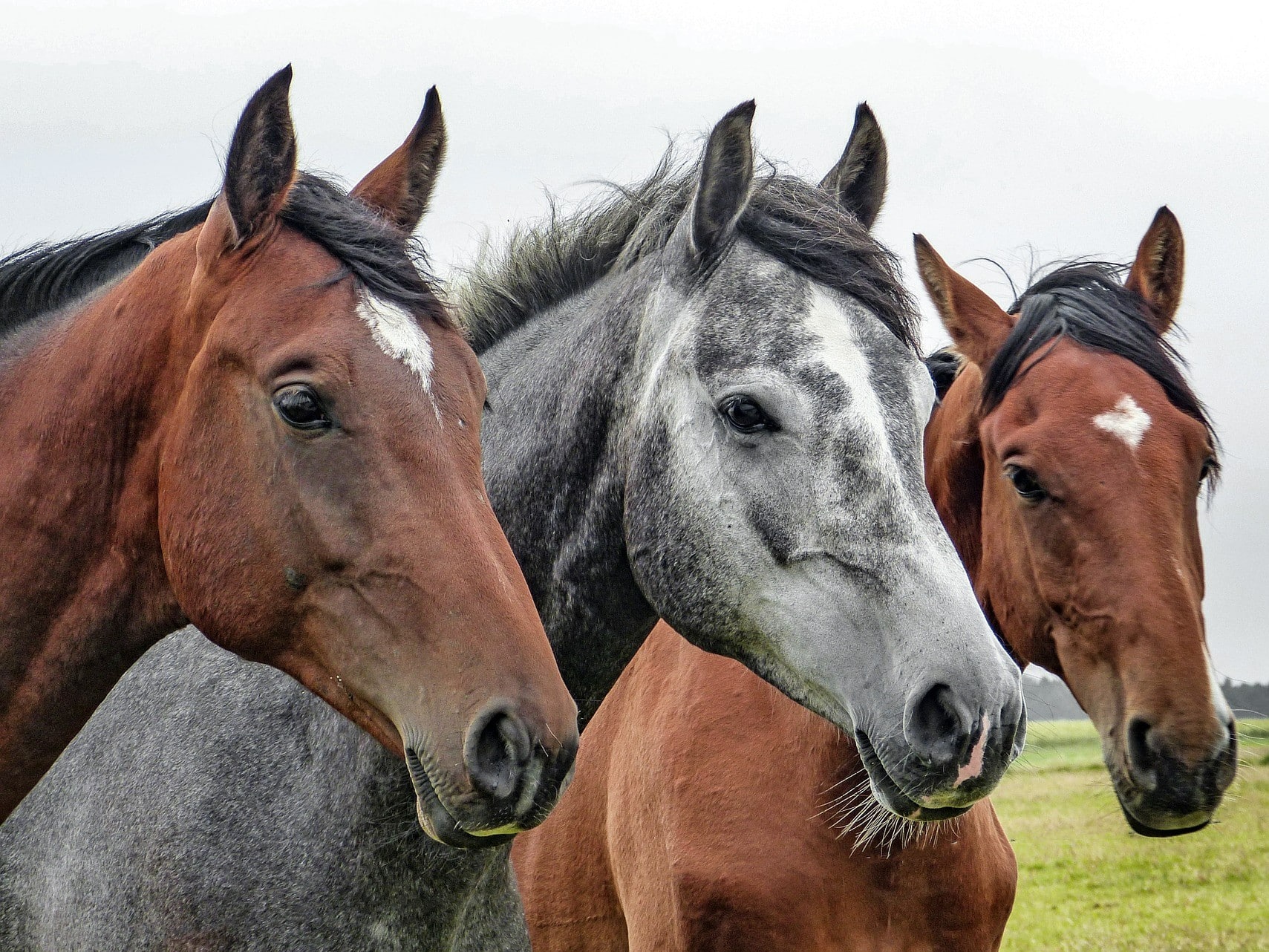 Tre hästar